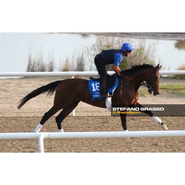 Godolphin Horses in training Doyen Al Quoz Dubai UAE 23rd march 2005 ph. Stefano Grasso