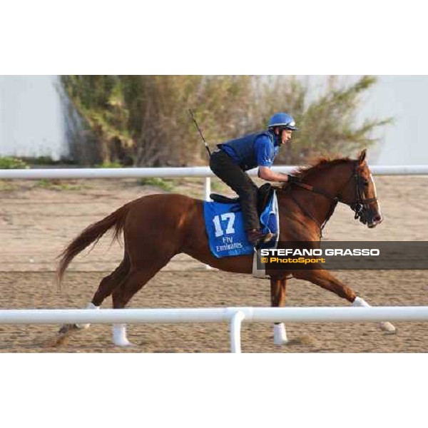 Godolphin Horses in training Papineau Al Quoz Dubai UAE 23rd march 2005 ph. Stefano Grasso