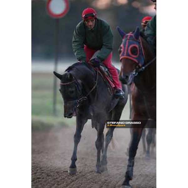 A morning at Endo Botti racing stable Pisa - San Rossore,7th nov.2012 ph.Stefano Grasso