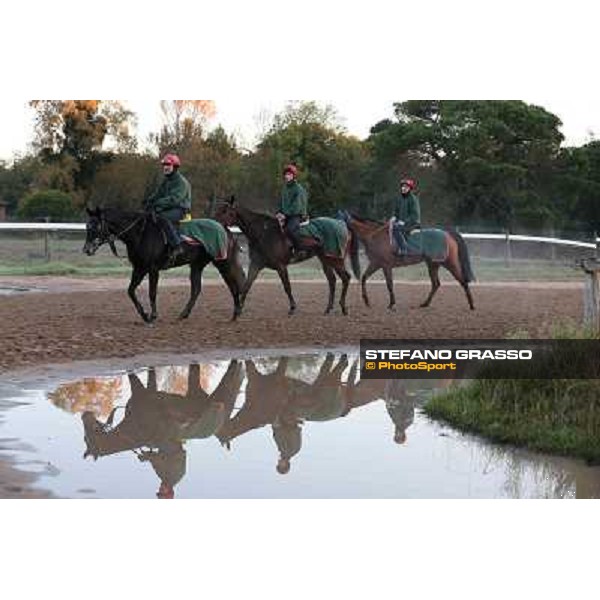 A morning at Endo Botti racing stable Pisa - San Rossore,7th nov.2012 ph.Stefano Grasso