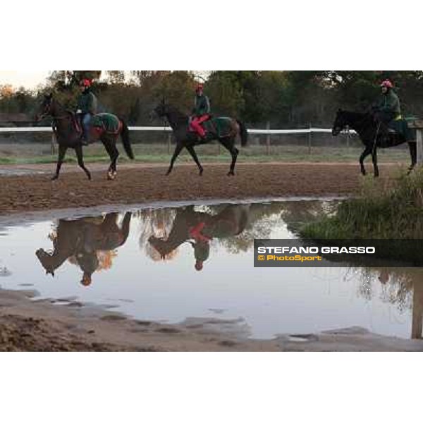A morning at Endo Botti racing stable Pisa - San Rossore,7th nov.2012 ph.Stefano Grasso