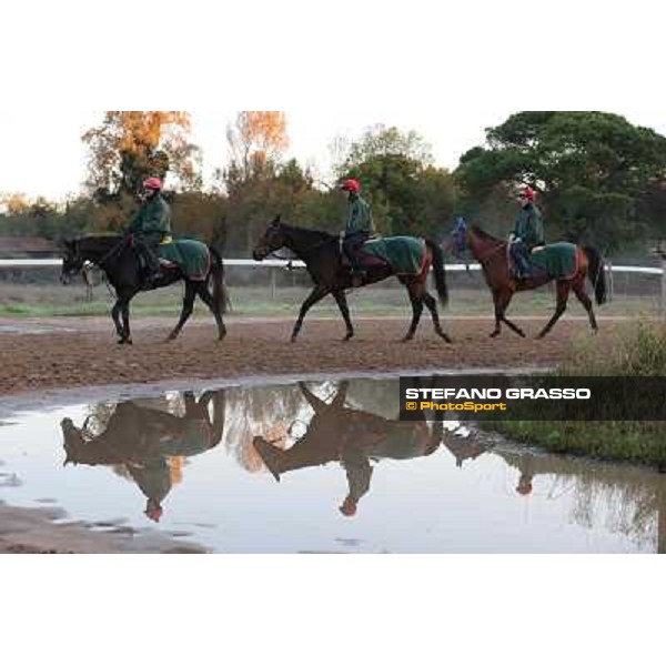 A morning at Endo Botti racing stable Pisa - San Rossore,7th nov.2012 ph.Stefano Grasso