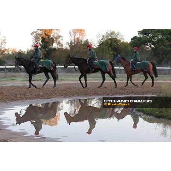 A morning at Endo Botti racing stable Pisa - San Rossore,7th nov.2012 ph.Stefano Grasso