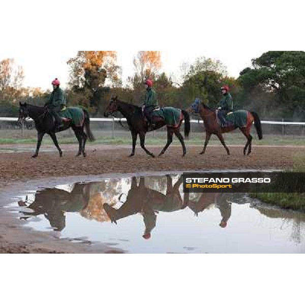 A morning at Endo Botti racing stable Pisa - San Rossore,7th nov.2012 ph.Stefano Grasso