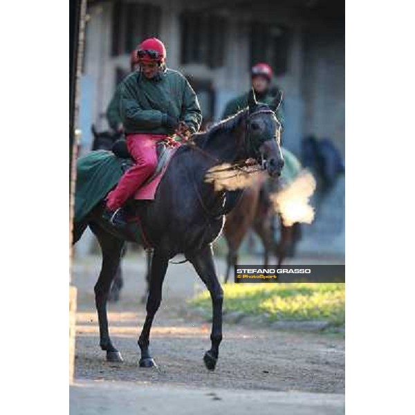 A morning at Endo Botti racing stable Pisa - San Rossore,7th nov.2012 ph.Stefano Grasso