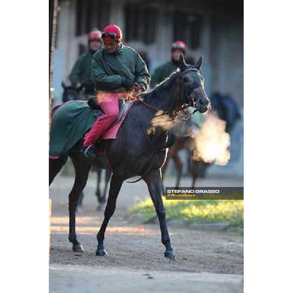 A morning at Endo Botti racing stable Pisa - San Rossore,7th nov.2012 ph.Stefano Grasso