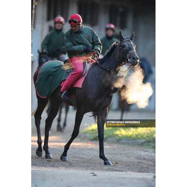 A morning at Endo Botti racing stable Pisa - San Rossore,7th nov.2012 ph.Stefano Grasso