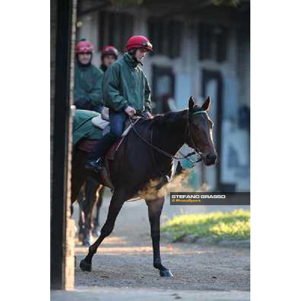 A morning at Endo Botti racing stable Pisa - San Rossore,7th nov.2012 ph.Stefano Grasso