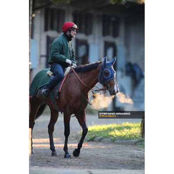 A morning at Endo Botti racing stable Pisa - San Rossore,7th nov.2012 ph.Stefano Grasso