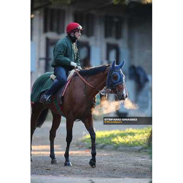 A morning at Endo Botti racing stable Pisa - San Rossore,7th nov.2012 ph.Stefano Grasso