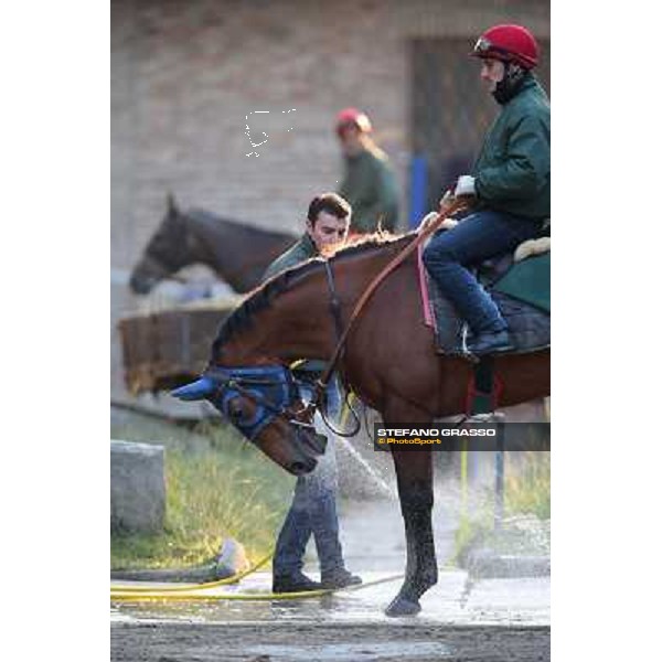 A morning at Endo Botti racing stable Pisa - San Rossore,7th nov.2012 ph.Stefano Grasso