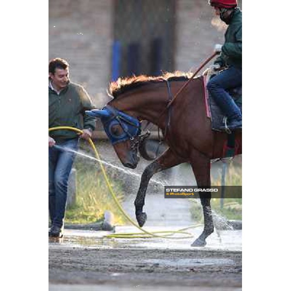 A morning at Endo Botti racing stable Pisa - San Rossore,7th nov.2012 ph.Stefano Grasso