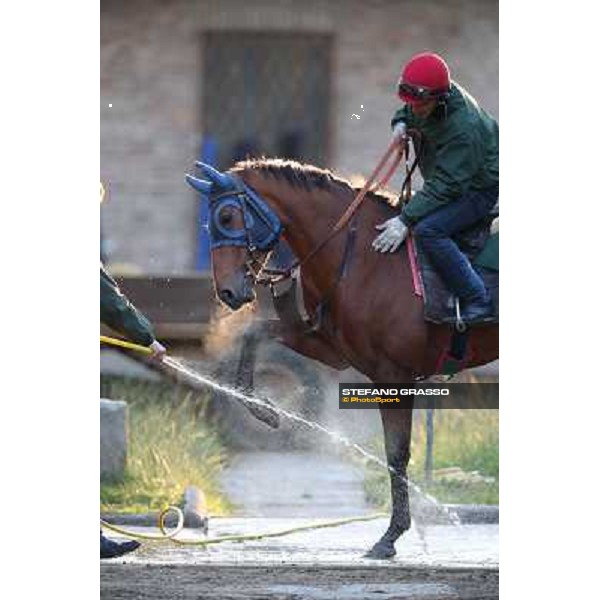 A morning at Endo Botti racing stable Pisa - San Rossore,7th nov.2012 ph.Stefano Grasso