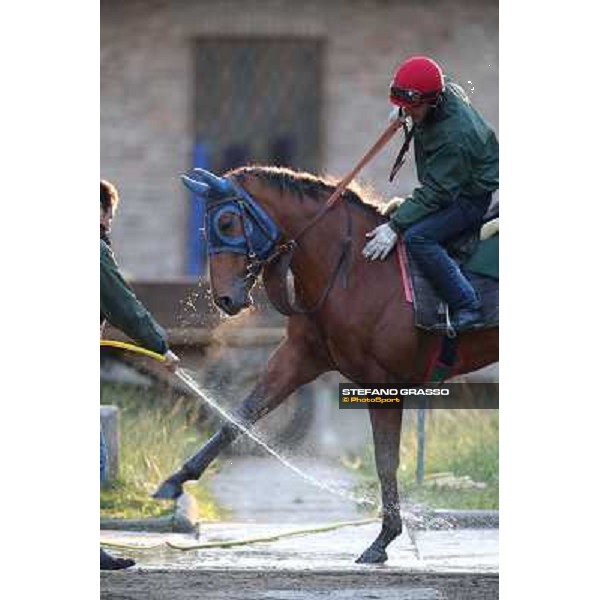 A morning at Endo Botti racing stable Pisa - San Rossore,7th nov.2012 ph.Stefano Grasso