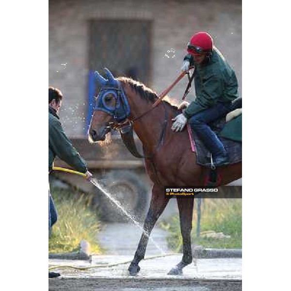 A morning at Endo Botti racing stable Pisa - San Rossore,7th nov.2012 ph.Stefano Grasso