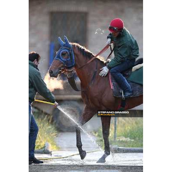 A morning at Endo Botti racing stable Pisa - San Rossore,7th nov.2012 ph.Stefano Grasso