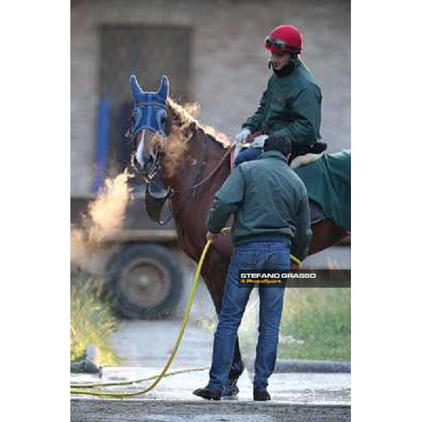 A morning at Endo Botti racing stable Pisa - San Rossore,7th nov.2012 ph.Stefano Grasso