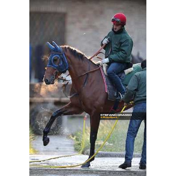 A morning at Endo Botti racing stable Pisa - San Rossore,7th nov.2012 ph.Stefano Grasso