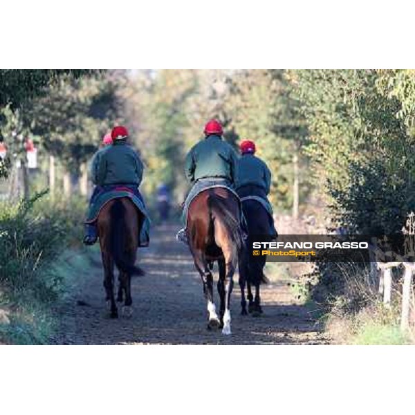 A morning at Endo Botti racing stable Pisa - San Rossore,7th nov.2012 ph.Stefano Grasso