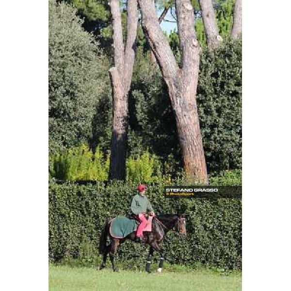 A morning at Endo Botti racing stable Pisa - San Rossore,7th nov.2012 ph.Stefano Grasso