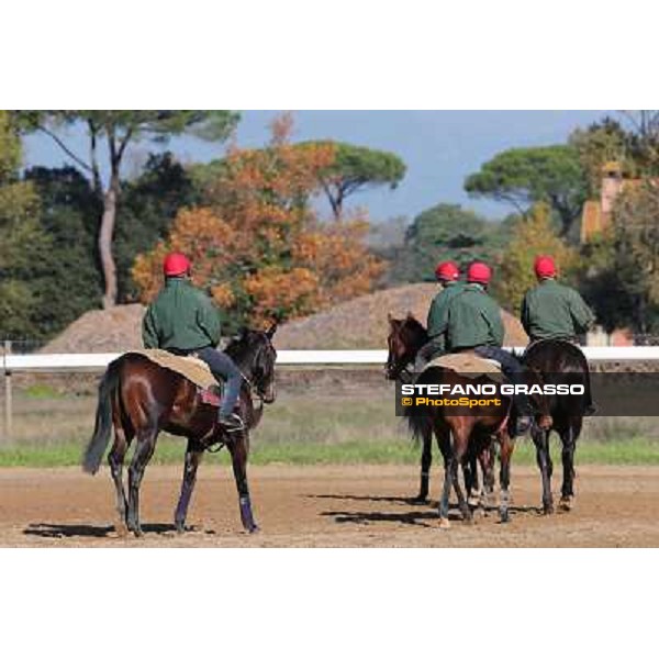 A morning at Endo Botti racing stable Pisa - San Rossore,7th nov.2012 ph.Stefano Grasso