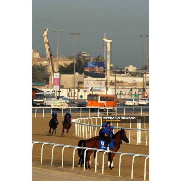 Godolphin Horses in training Al Quoz Dubai UAE 23rd march 2005 ph. Stefano Grasso