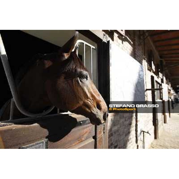 A morning at Endo Botti racing stable Pisa - San Rossore,7th nov.2012 ph.Stefano Grasso