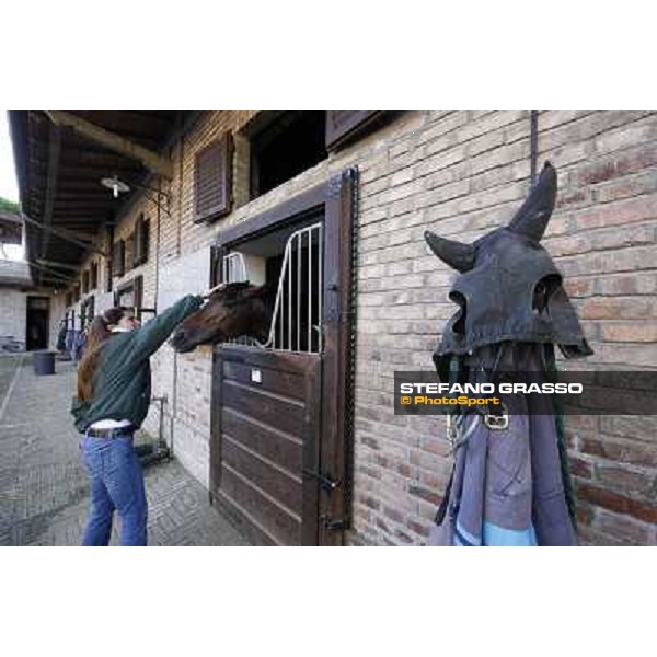 A morning at Endo Botti racing stable Pisa - San Rossore,7th nov.2012 ph.Stefano Grasso