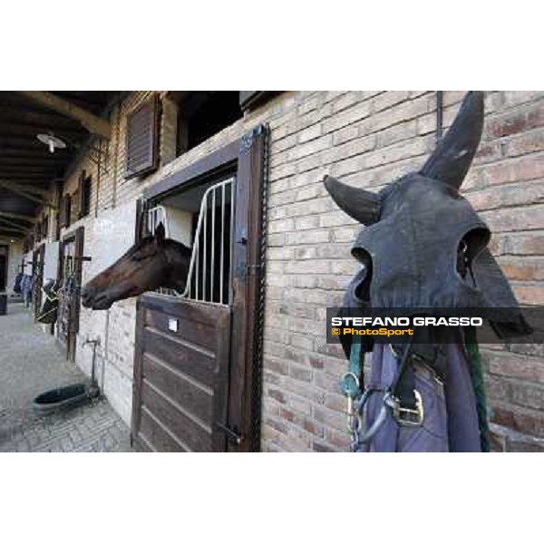 A morning at Endo Botti racing stable Pisa - San Rossore,7th nov.2012 ph.Stefano Grasso