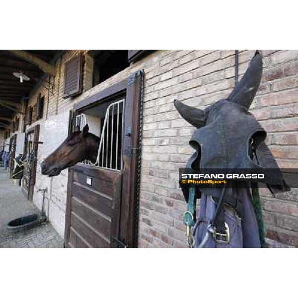 A morning at Endo Botti racing stable Pisa - San Rossore,7th nov.2012 ph.Stefano Grasso
