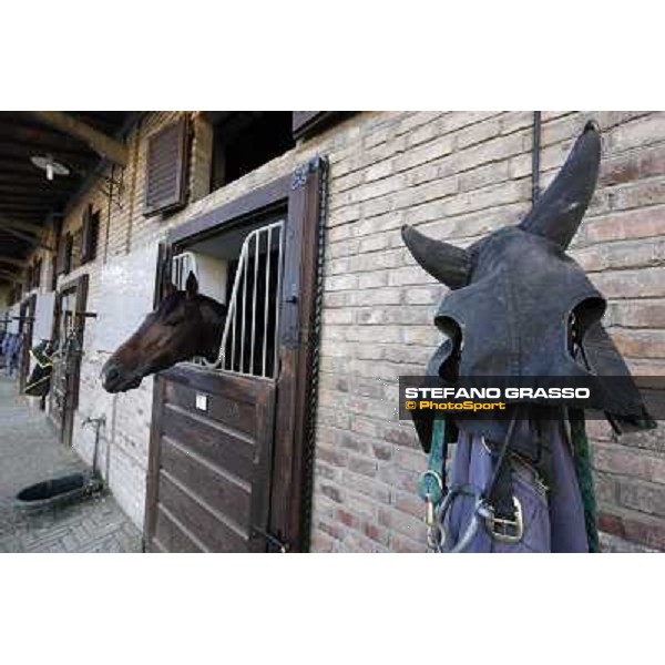 A morning at Endo Botti racing stable Pisa - San Rossore,7th nov.2012 ph.Stefano Grasso