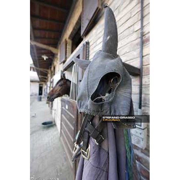 A morning at Endo Botti racing stable Pisa - San Rossore,7th nov.2012 ph.Stefano Grasso