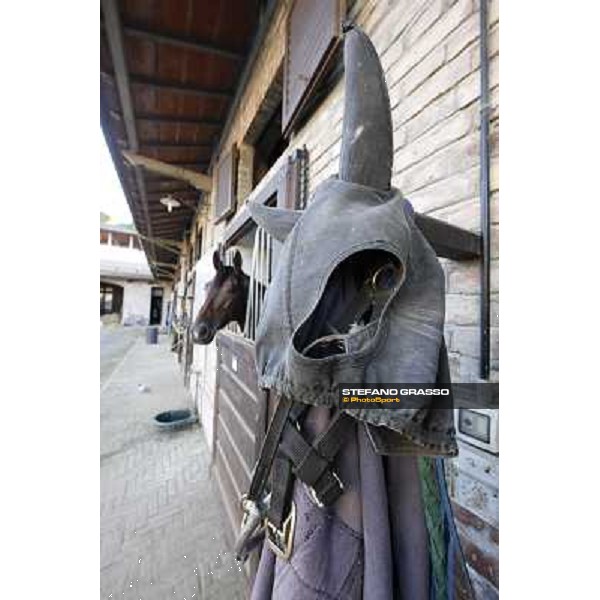 A morning at Endo Botti racing stable Pisa - San Rossore,7th nov.2012 ph.Stefano Grasso