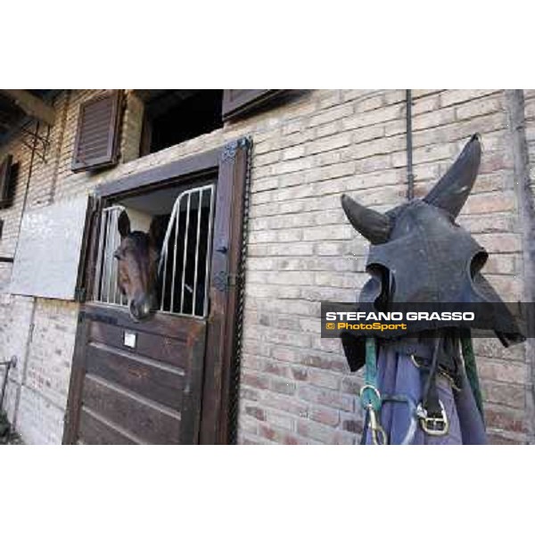 A morning at Endo Botti racing stable Pisa - San Rossore,7th nov.2012 ph.Stefano Grasso