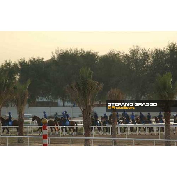 Godolphin Horses in training Al Quoz Dubai UAE 23rd march 2005 ph. Stefano Grasso