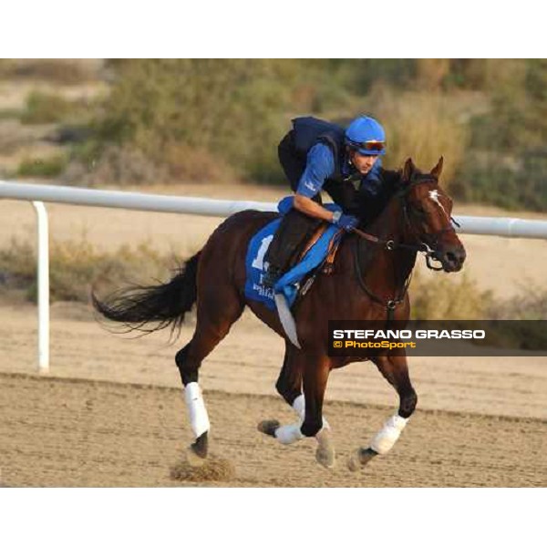 Godolphin Horses in training Shamardal Al Quoz Dubai UAE 23rd march 2005 ph. Stefano Grasso
