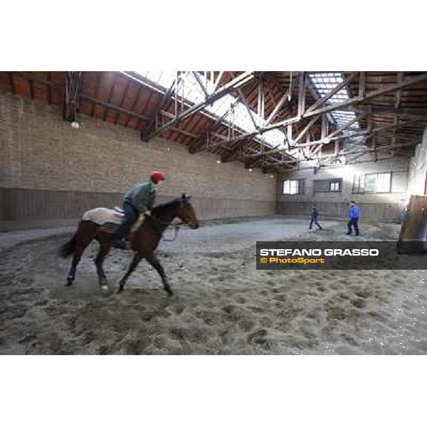 A morning at Endo Botti racing stable Pisa - San Rossore,7th nov.2012 ph.Stefano Grasso