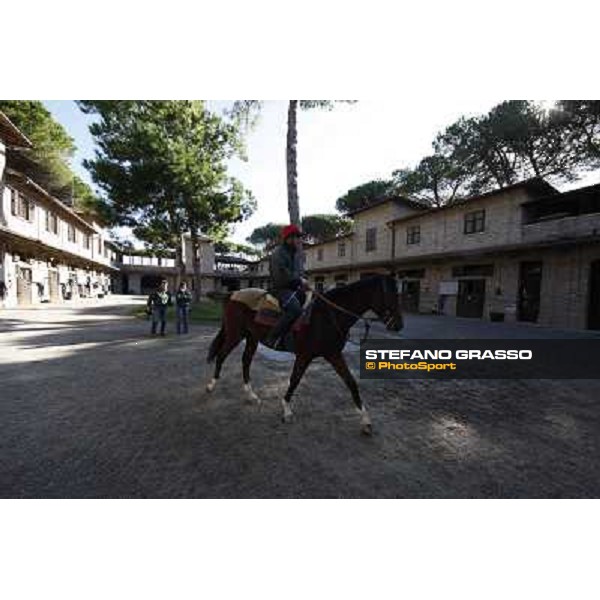 A morning at Endo Botti racing stable Pisa - San Rossore,7th nov.2012 ph.Stefano Grasso