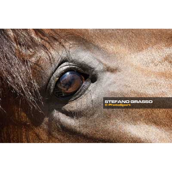 A morning at Endo Botti racing stable Pisa - San Rossore,7th nov.2012 ph.Stefano Grasso