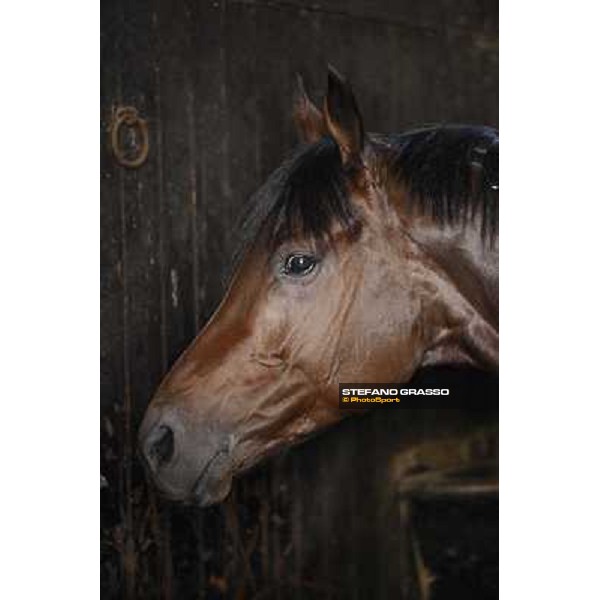 A morning at Endo Botti racing stable Pisa - San Rossore,7th nov.2012 ph.Stefano Grasso