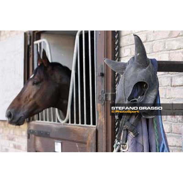 A morning at Endo Botti racing stable Pisa - San Rossore,7th nov.2012 ph.Stefano Grasso