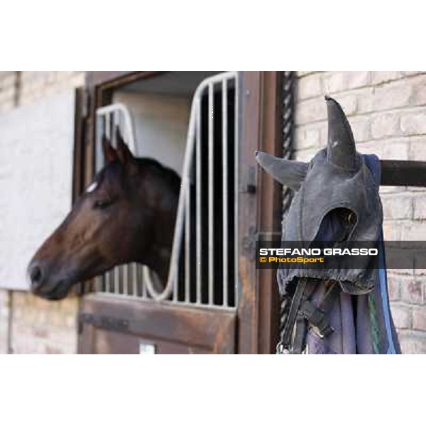 A morning at Endo Botti racing stable Pisa - San Rossore,7th nov.2012 ph.Stefano Grasso