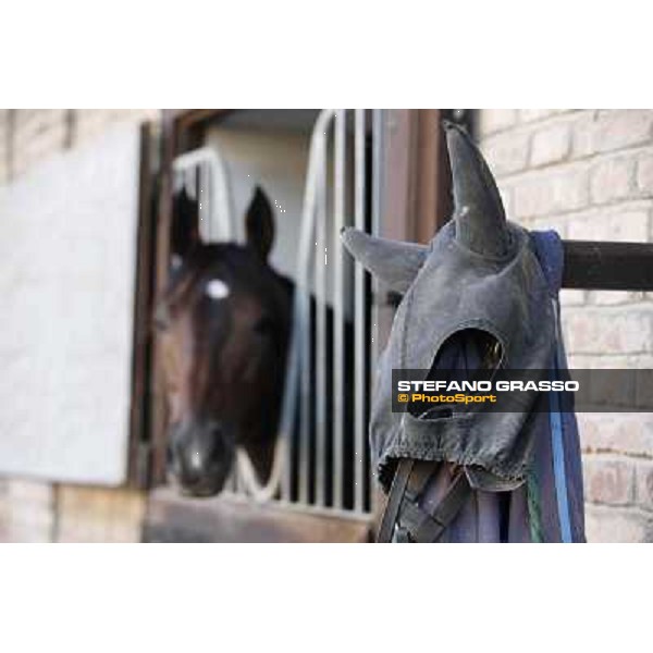 A morning at Endo Botti racing stable Pisa - San Rossore,7th nov.2012 ph.Stefano Grasso
