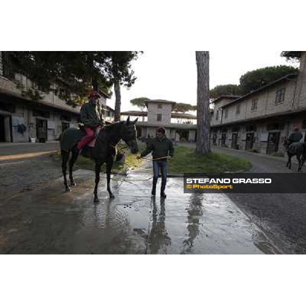 A morning at Endo Botti racing stable Pisa - San Rossore,7th nov.2012 ph.Stefano Grasso
