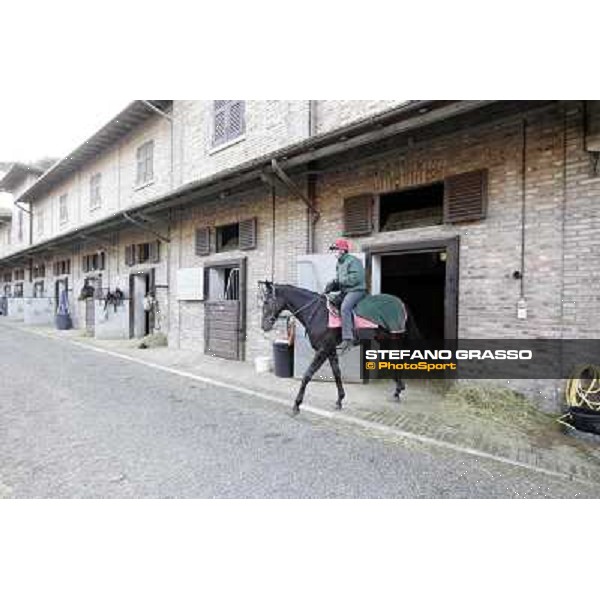 A morning at Endo Botti racing stable Pisa - San Rossore,7th nov.2012 ph.Stefano Grasso