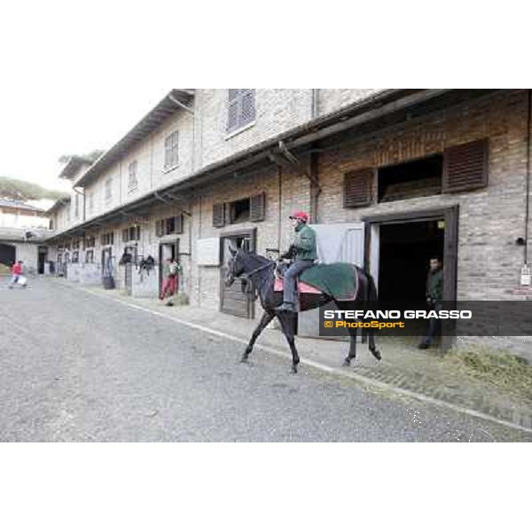 A morning at Endo Botti racing stable Pisa - San Rossore,7th nov.2012 ph.Stefano Grasso