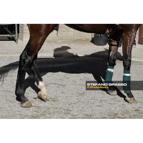 A morning at Endo Botti racing stable Pisa - San Rossore,7th nov.2012 ph.Stefano Grasso