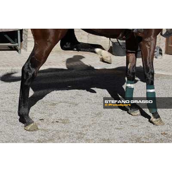 A morning at Endo Botti racing stable Pisa - San Rossore,7th nov.2012 ph.Stefano Grasso