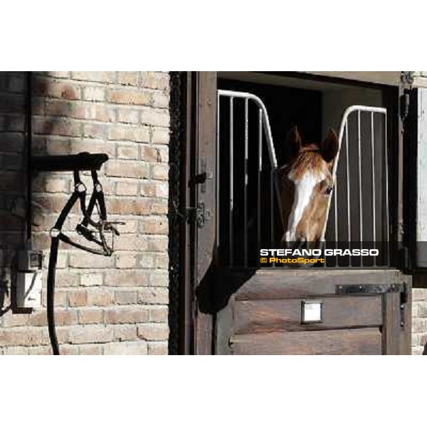 A morning at Endo Botti racing stable Pisa - San Rossore,7th nov.2012 ph.Stefano Grasso