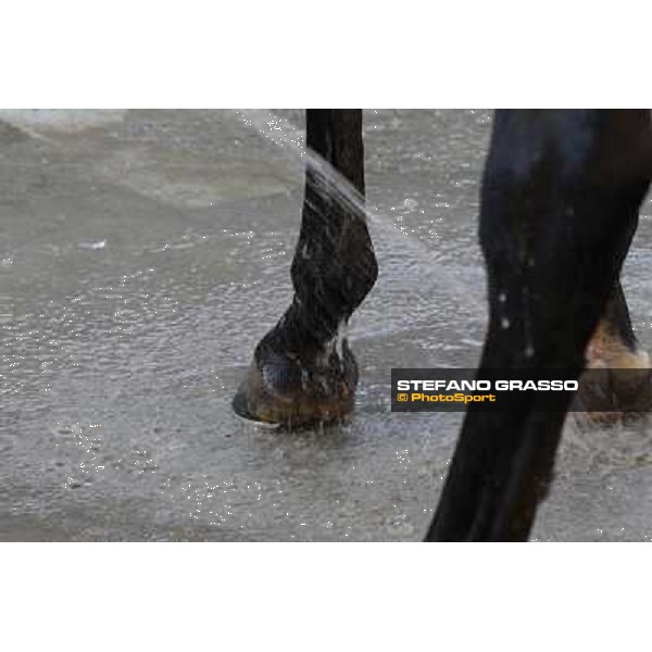 A morning at Endo Botti racing stable Pisa - San Rossore,7th nov.2012 ph.Stefano Grasso
